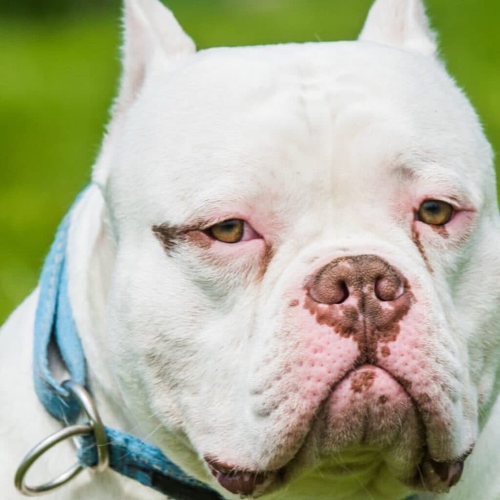 Por que cães lambem você: o motivo real, explicado