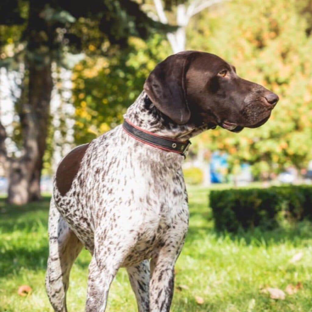 Cão obcecado por você: 7 sinais desse vínculo forte