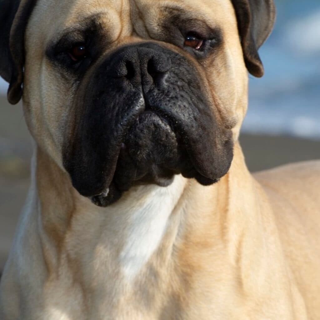 Anti-inflamatório para Cães: Riscos e Quando Suspender
