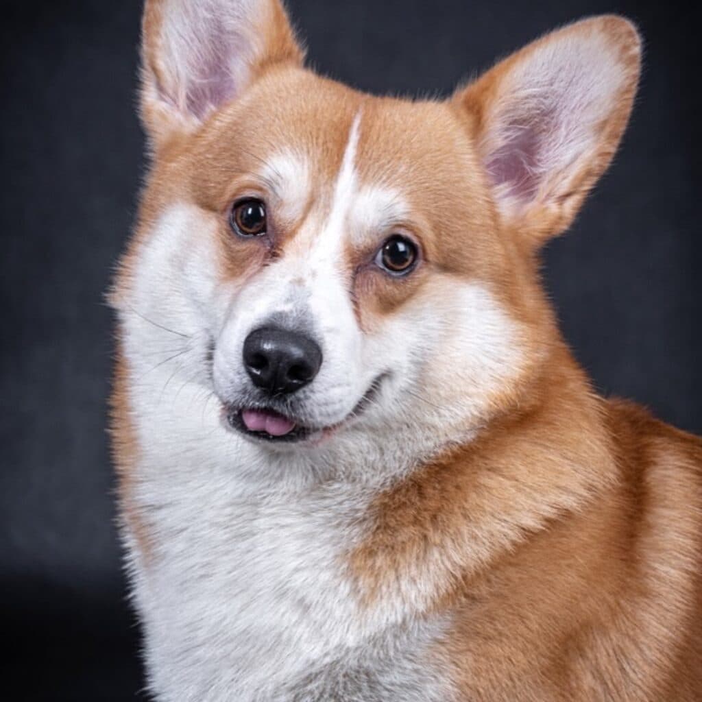Como trocar a ração do cachorro: protocolo de 7 dias da AKC