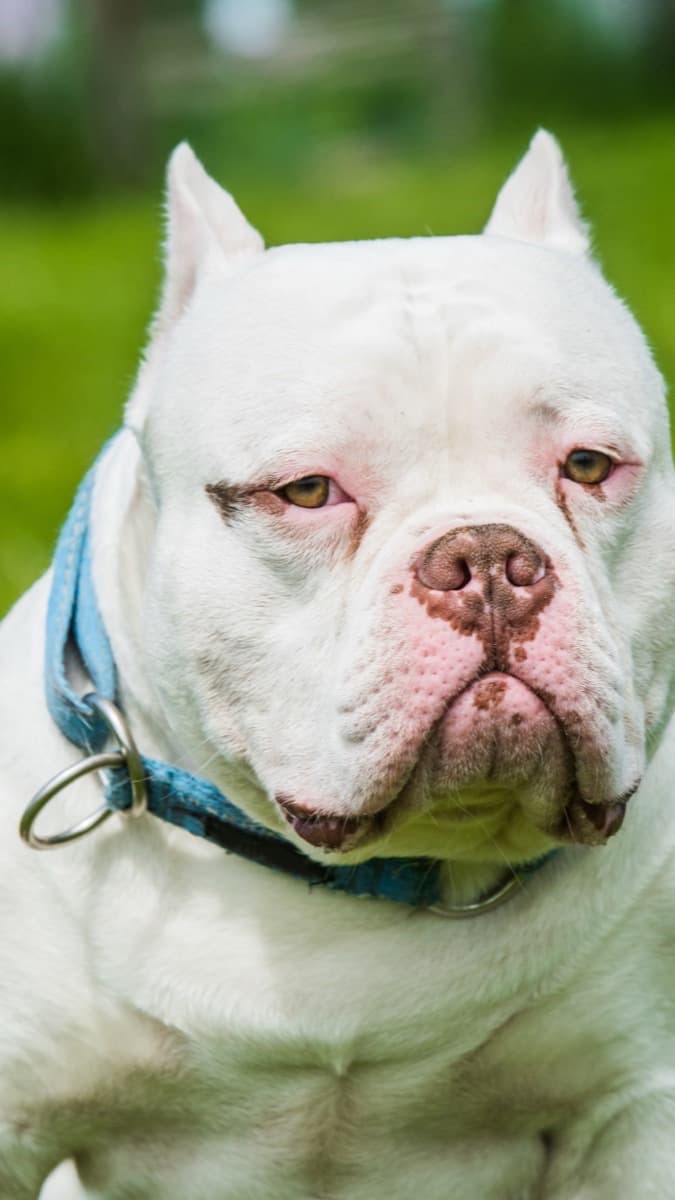 American Bully — guia de ração por raça