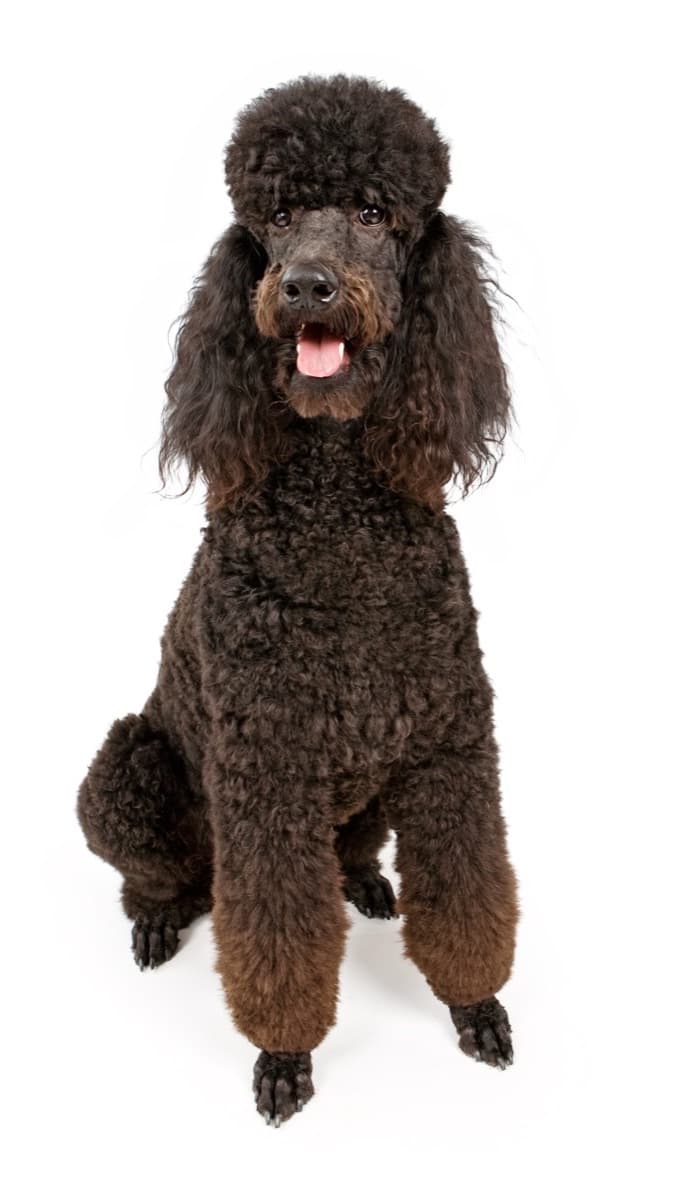 Poodle Standard — guia de ração por raça