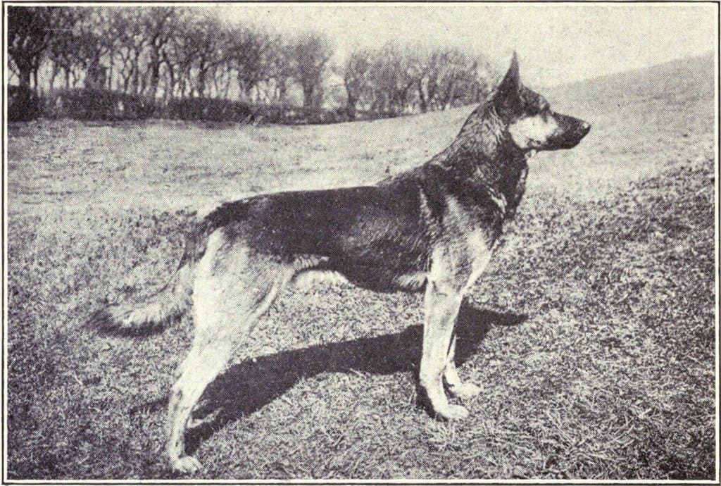 Como as Raças de Cachorro Mudaram de Corpo Desde 1915