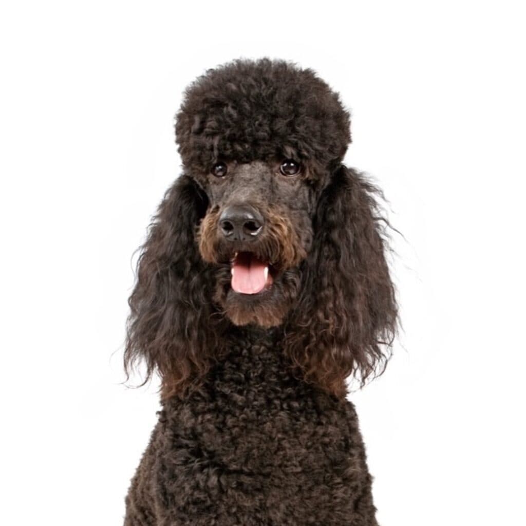 6 raças de cachorro criadas para um trabalho esquecido