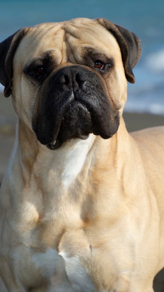 Bullmastiff — guia de ração por raça