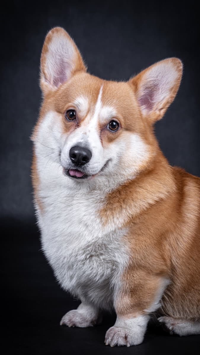 Welsh Corgi Pembroke — guia de ração por raça