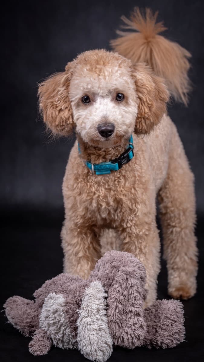 Poodle Miniatura — guia de ração por raça