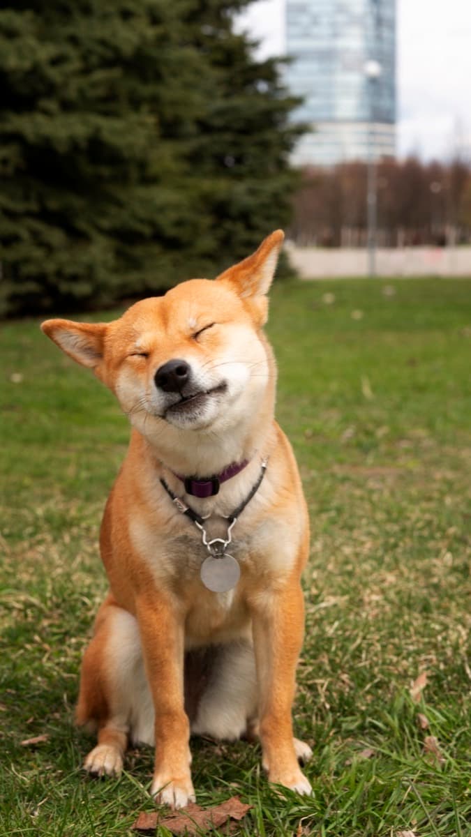 Shiba Inu — guia de ração por raça