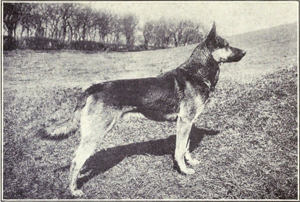 Como as Raças de Cachorro Mudaram de Corpo Desde 1915