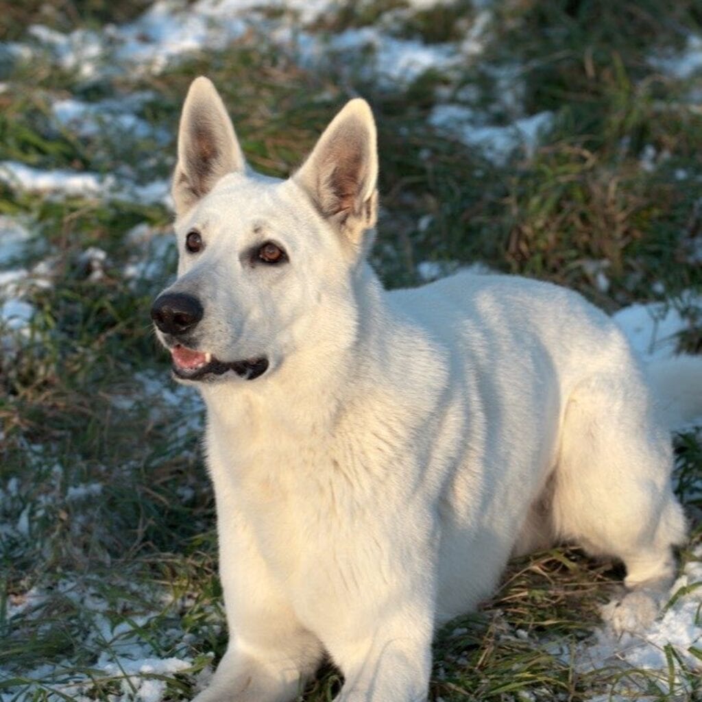 Seu cão sabe o próprio nome? O que diz o teste do ruído