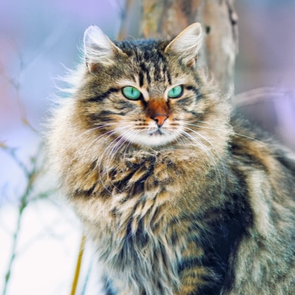 Ração natural para gato: o que é real e o que é rótulo