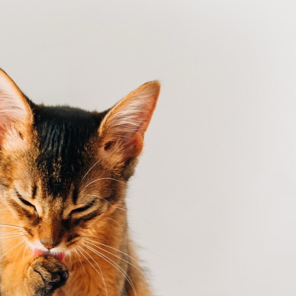 Existe ranking de gato mais inteligente? Por que não há