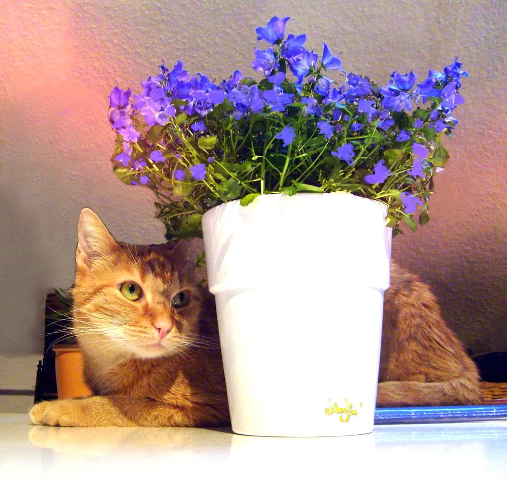 Resposta de Flehmen no Gato: Por Que Ele Faz Essa Cara